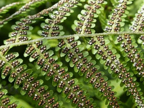 Closeup of underside of fern leaf, full of visible spores