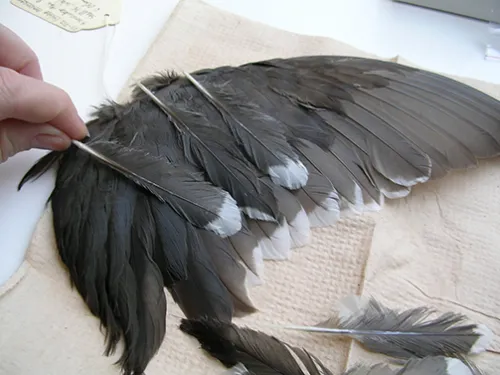 A hand holds a loose feather (grey with white tip) above a bird wing specimen on a table