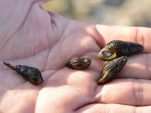 Four small snails with small brown and yellow elongated spiral shells, sitting on a person's hand