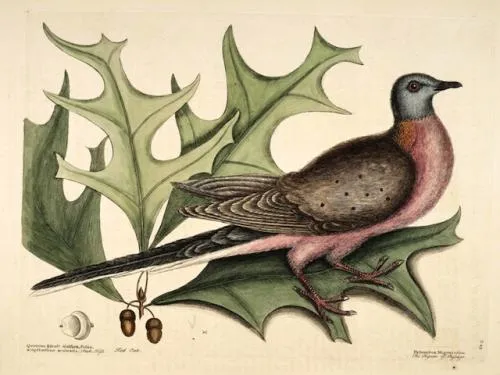 Illustration of a bird with a rosy breast, grey head, and brown wings