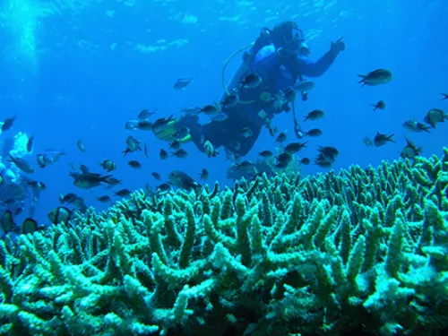 Scientist underwater in scuba gear, swimming over reef with numerous fish