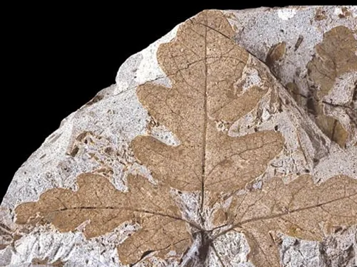 Grey stone with brown leaf imprint