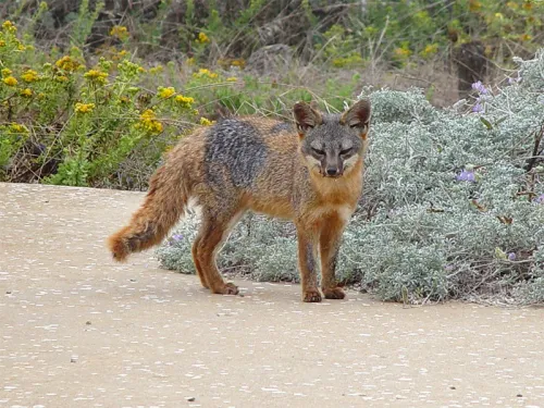 An Island Fox standing on a gravel path next to a bush. The fox has a grey face and rump with a reddish brown body.