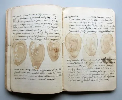 Old, lined notebook open to script-style notes and prints of brownish fruit-like shapes outlined in pen