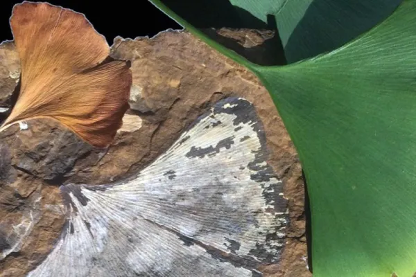 Two fan-shaped ginkgo leaves resting on a fossilized ginkgo leaf.