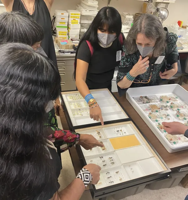 A group of people looking down and pointing at a entomology display on a table.