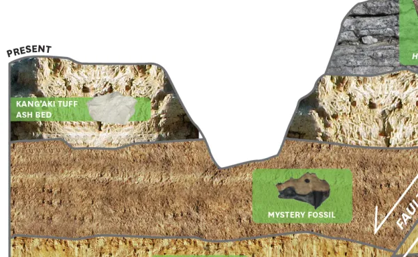 Illustration of a crossection of a hillside showing horizontal geological layers, some of which have fossils in them.