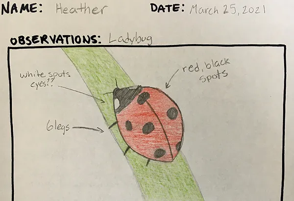 Drawing of a ladybug on a blade of grass. There are text labels around the ladybug, with lines pointing from each label to the drawing.