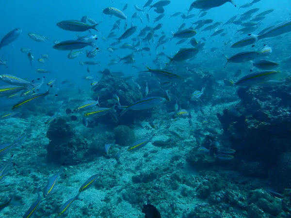 School of unidentified fish swimming in a reef.