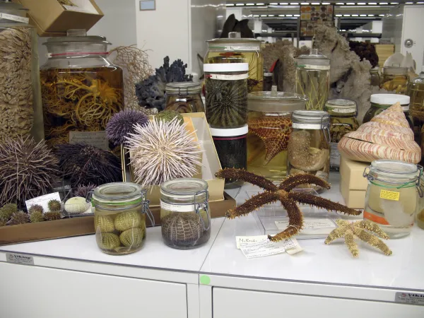 Sea ocean wildlife such as star fish and sea urchins are displayed on top of a cabinet