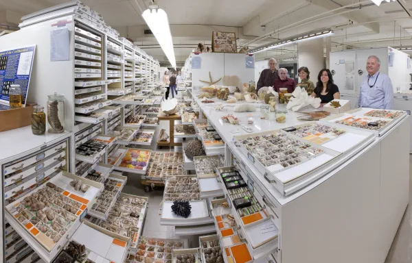 Colection Cabinet doors and drawers are opened displaying thousands of invertebrate species