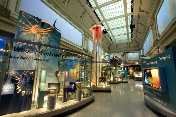 A view of the entire Ocean hall exhibit at NMNH