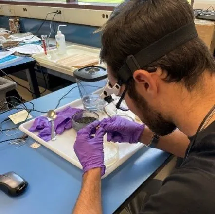 A man examining crayfish specimens with lab equipment