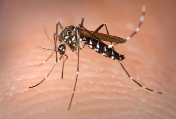 Female mosquito inserting proboscis into skin of human host.