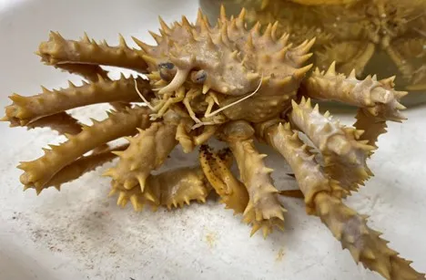 A spiny lithodid crab
