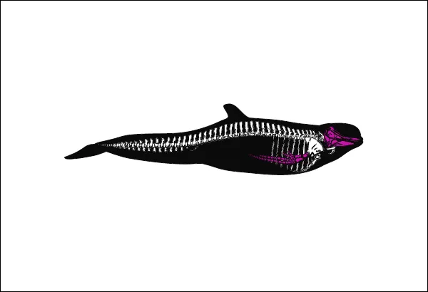 Illustration of a silhouette of a pilot whale, showing the whale's skeleton