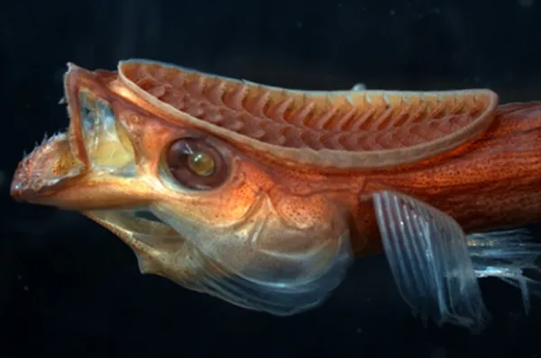 Colorful orange and blue fish with an oblong corrugated plate or disc on its head and back.