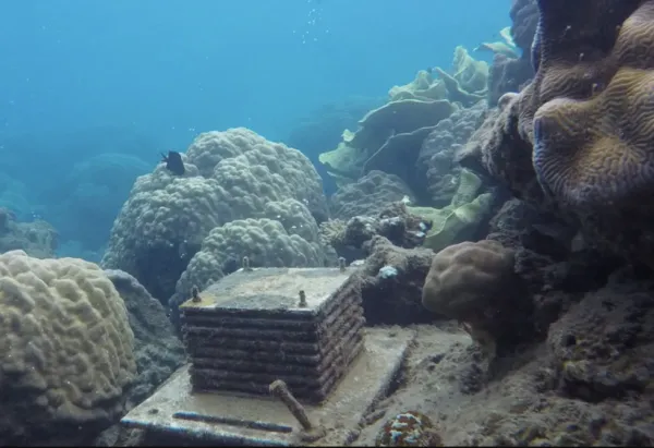 a stack of PVC squares sit screwed into a coral reef