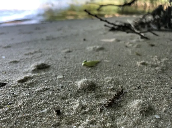 small domes of sand on freshwater beach