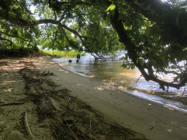 freshwater shoreline with overhanging trees