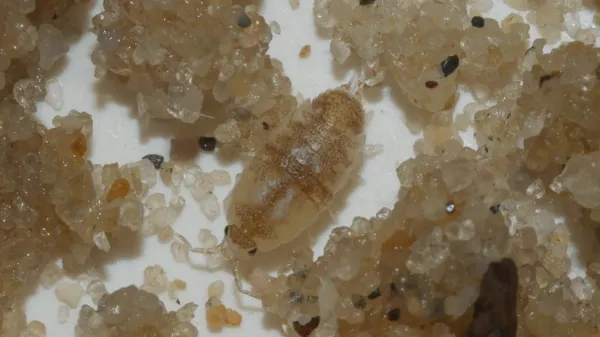 An isopod specimen surrounded by sediment