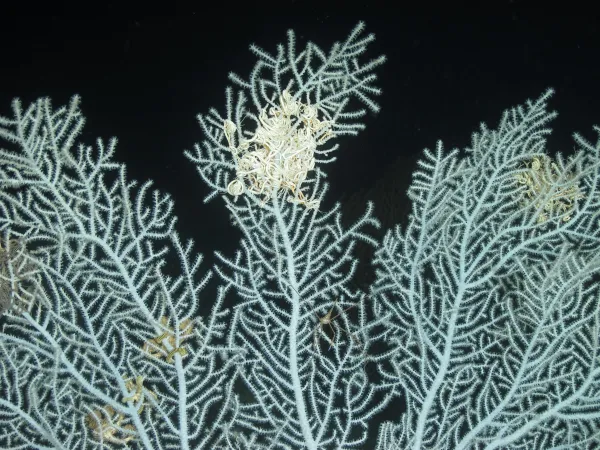 A fan-shaped white coral on a black background. Brittle stars with long thin legs are intertwined tightly with the coral branches. A spindly crab sits on the branches with claws extended.