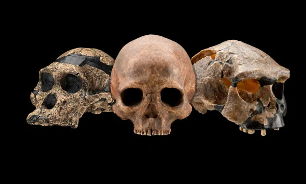 3 skulls (cranium only) against a black background.