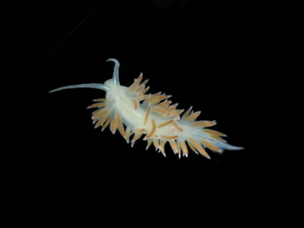 a sea slug with an orange fringe on its back