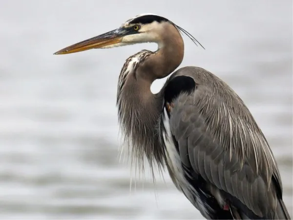 a blue heron