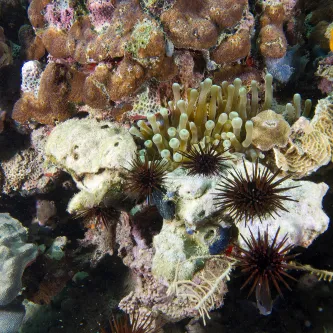 Close up view, colorful reef with many different shapes