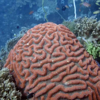 A red grooved coral on a reef.