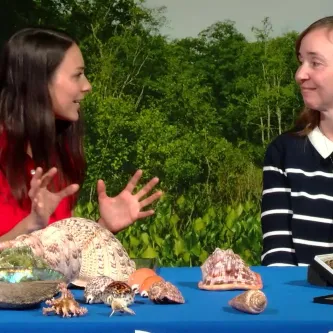 Two women sitting at a table with large seashells and boxes of small snail shells on it.