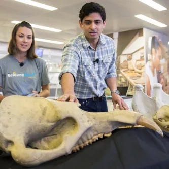 Paleobiologist Advait Jukar touches a fossil elephant skull that is on a table next to other fossils.