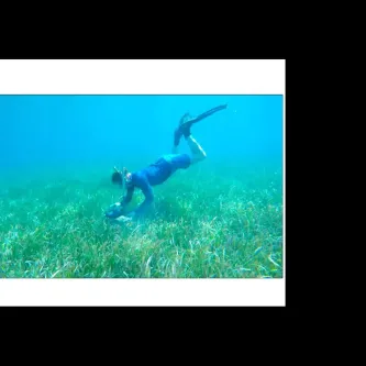 Video frame of a snorkler placing equipment in a bed of sea grass underwater.