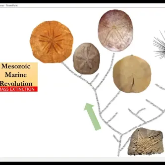 A geological timeline next to a family tree of sea urchins, with images of seven urchins placed on the tree.