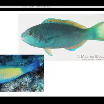 Video frame showing large, still images of two fish and a smaller image of zoologist Chris Meyer.