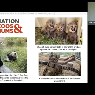 Video screen showing a large presentation slide with the words Association of Zoos & Aquariums and three photos showing cheetah cubs, a clouded leopard cub, and a giant panda. At top right is a small video conference image of Juan Rodriguez, a man in a gray polo shirt.