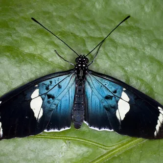 A blue, white, and black butterfly sitting on a green leaf.