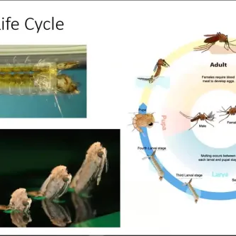 Images of mosquito larvae and a graphic of the mosquito life cycle