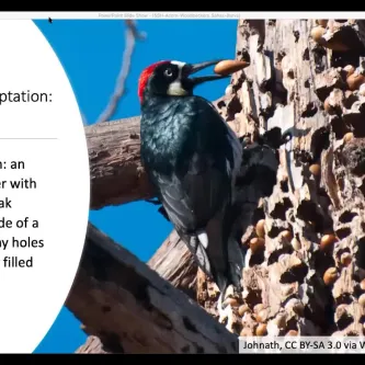 An acorn woodpecker clinging to the side of a tree. Some text is displayed next to the image.
