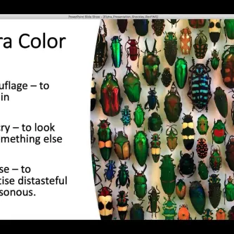 Elytra Color with an image of dozens of beetles of various colors, including green, orange, yellow, black, and blue