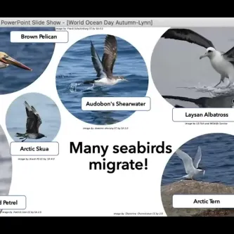 Powerpoint slide with text, Many seabirds migrate! Plus images of a brown pelican, Audubon's shearwater, Laysan albatross, Arctic tern, Arctic skua, and a black-capped petrel.