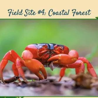 A red crab on land with text reading, "Field Site #4: Coastal Forest"