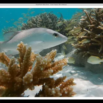 A large gray fish and smaller yellow fish swimming between corals in a coral reef