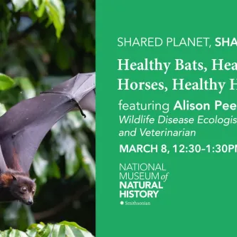 A bat flying in front of some trees. Text reads, Shared Planet, Shared Health: Healthy Bats, Healthy Horses, Healthy Humans