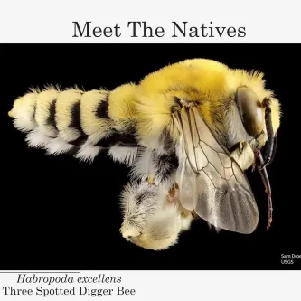 Close-up of a bee with yellow hair on its head and upper abdomen, and paler yellow and black stripes down the rest of its abdomen. Text above it reads, "Meet the Natives" and below it says "Habropoda excellens, three-spotted digger bee"