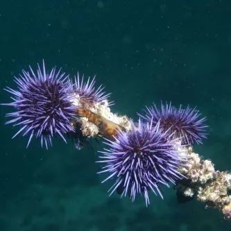 Multiple purple sea urchins