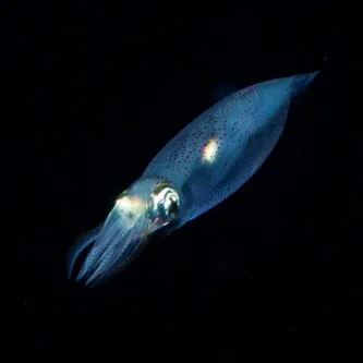 A small squid with chromatophores against a black background