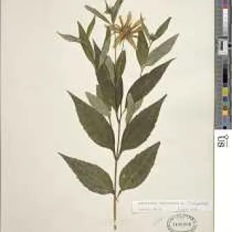 Image of a pressed plant with a white background. 