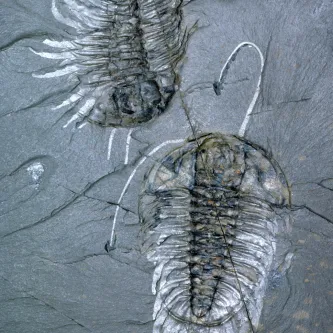 image of two fossil trilobites from the burgess shale